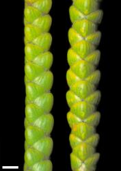 Veronica poppelwellii. Branchlets, from Mt Burns, Fiordland (left) and Old Man Range, Otago (right). Scale = 1 mm.
 Image: W.M. Malcolm © Te Papa CC-BY-NC 3.0 NZ